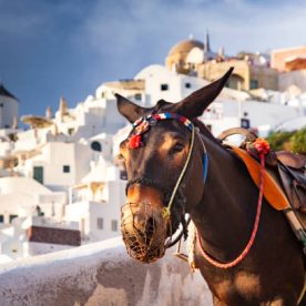 donkey portrait in Santorini, Greece